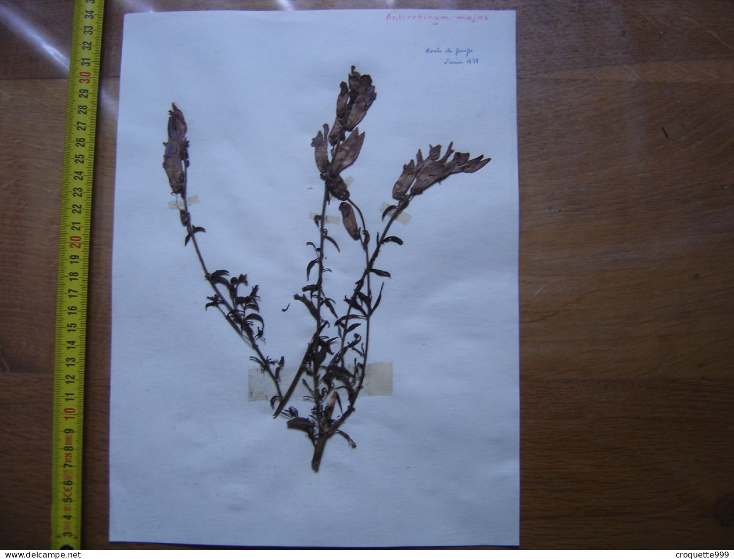 Annees 50 PLANCHE D'HERBIER Du Gard Herbarium Planche Naturelle 25 - Arte Popolare