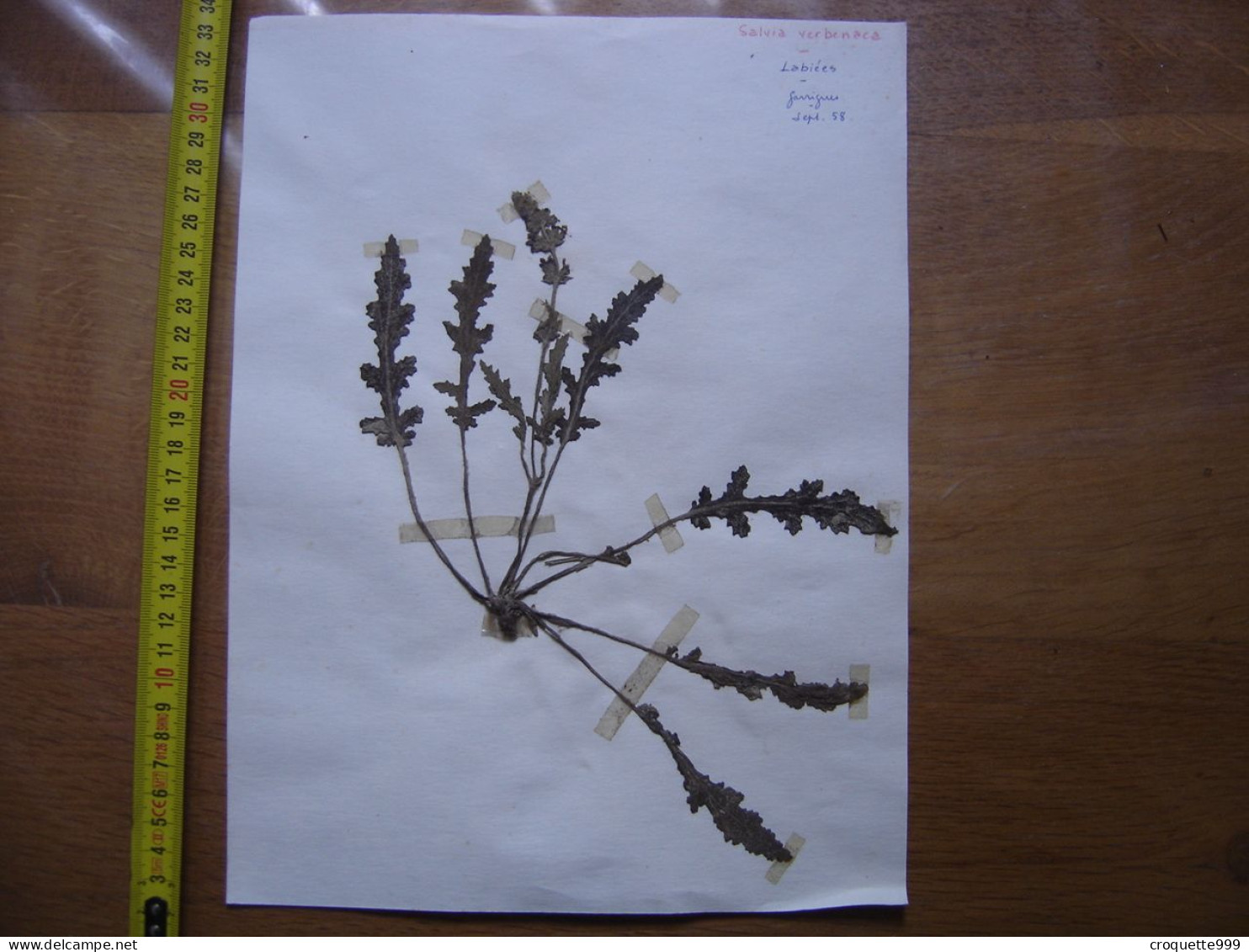 Annees 50 PLANCHE D'HERBIER Du Gard Herbarium Planche Naturelle 26 - Art Populaire