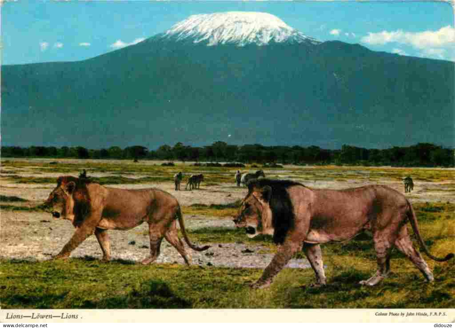 Animaux - Fauves - Lion - Kenya - Mont Kilimandjaro - CPM - Voir Scans Recto-Verso - Lions