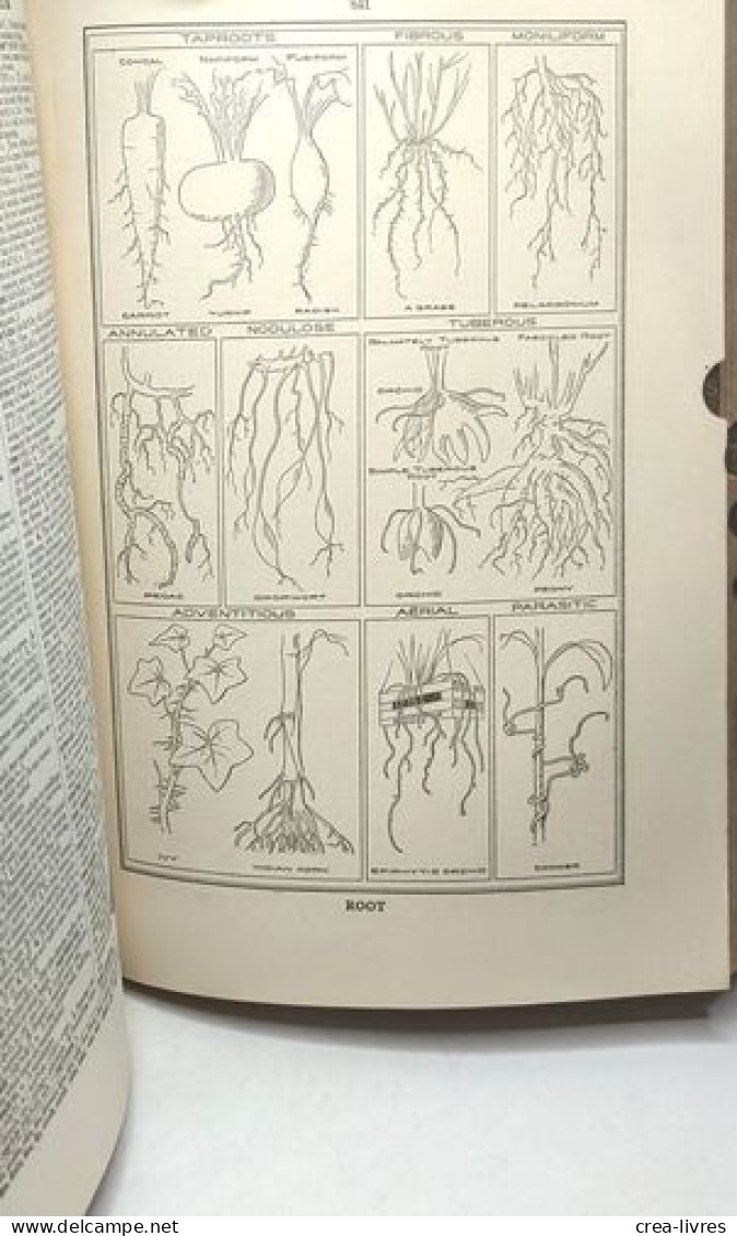 Webster's Collegiate Dictionary - Third Edition Of The Merriam Series - The Largest Abridgment Of Webster's New Internat - Woordenboeken