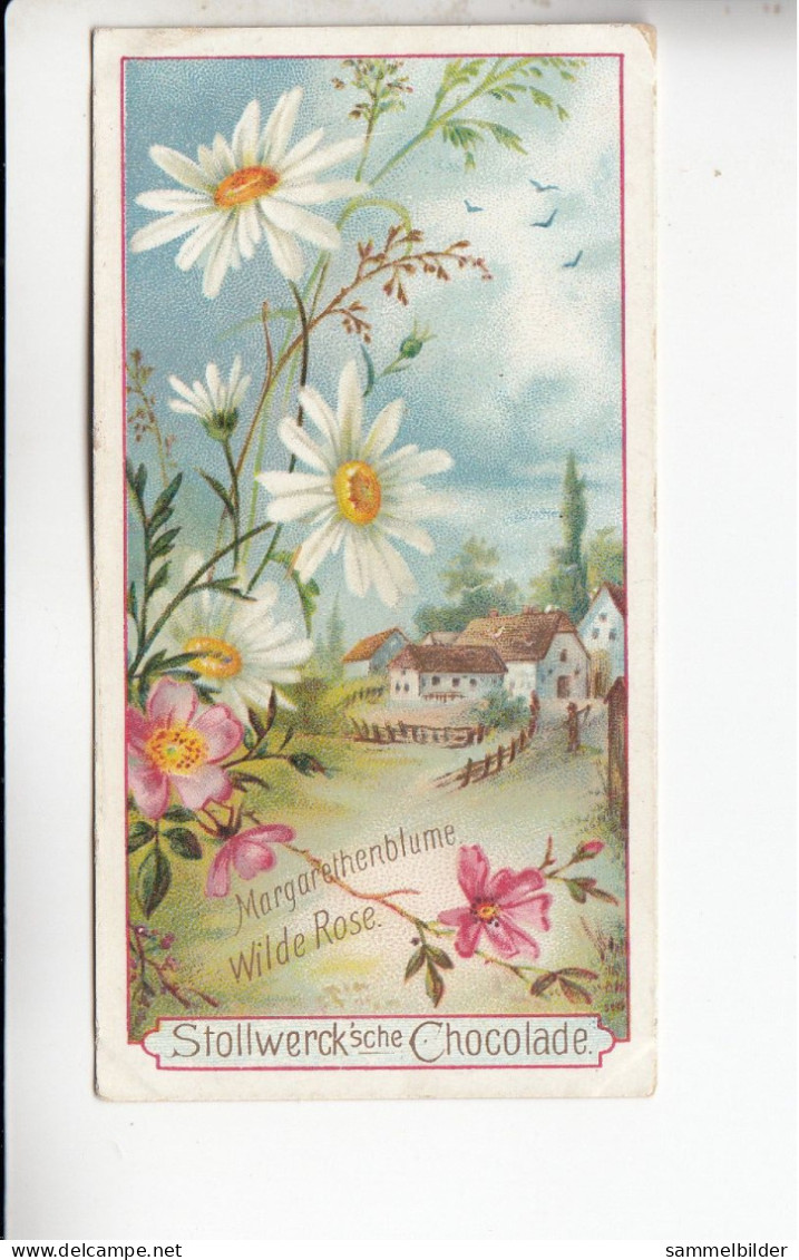 Stollwerck Album No 3 Verschiedene Feldblumen Margarethenblume Wilde Rose   Grp 111#6 Von 1899 - Stollwerck