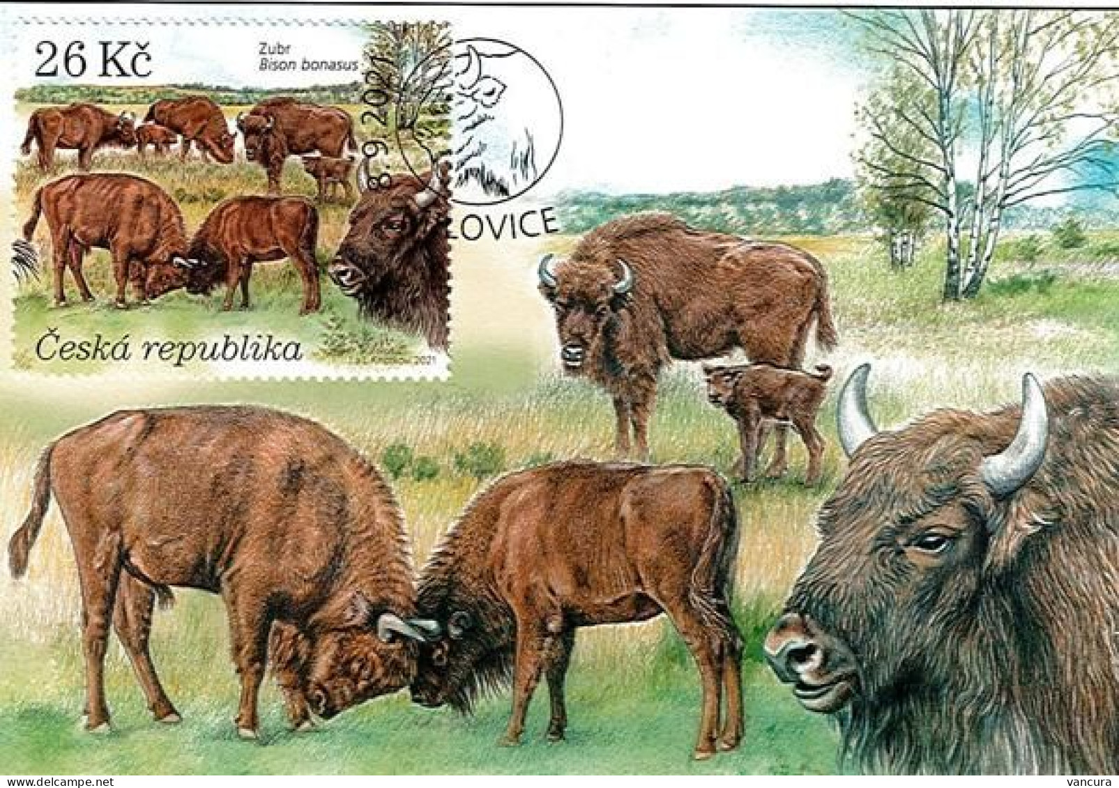 CM 1126 - 9 Czech Republic Milovice 2021 Horse Bison Wisent Bos Primigenius - Postkaarten