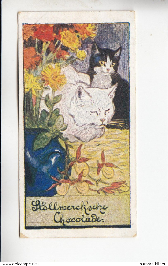 Stollwerck Album No 3 Katzenbilder Besuch  Grp 126 #1 Von 1899 - Stollwerck