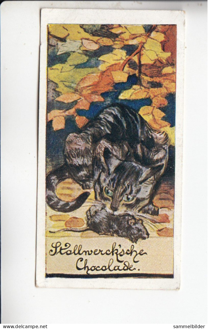 Stollwerck Album No 3 Katzenbilder Erwischt   Grp 126 #3 Von 1899 - Stollwerck