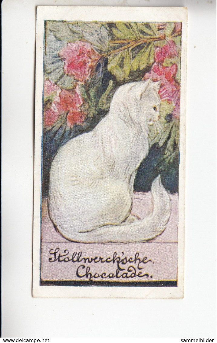 Stollwerck Album No 3 Katzenbilder Auf Der Lauer    Grp 126 #4 Von 1899 - Stollwerck