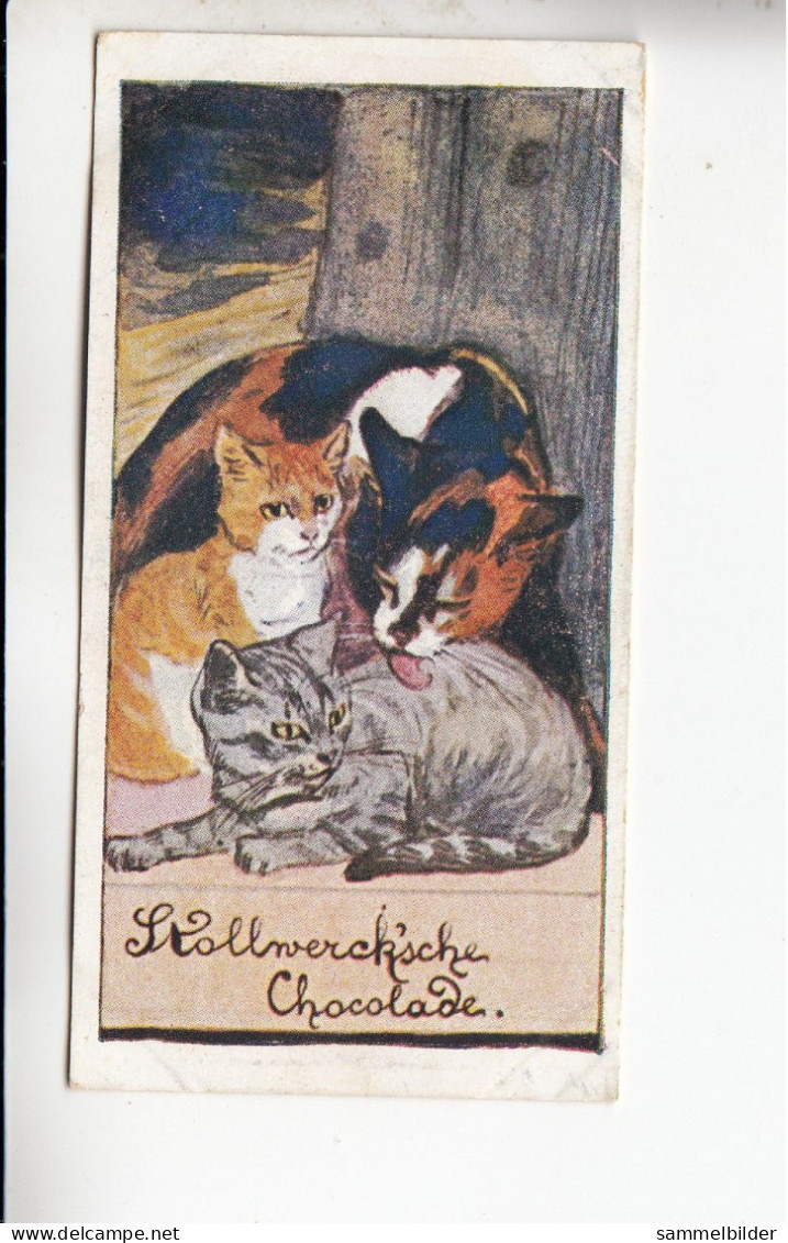 Stollwerck Album No 3 Katzenbilder Junge Kätzchen    Grp 126 #6 Von 1899 - Stollwerck