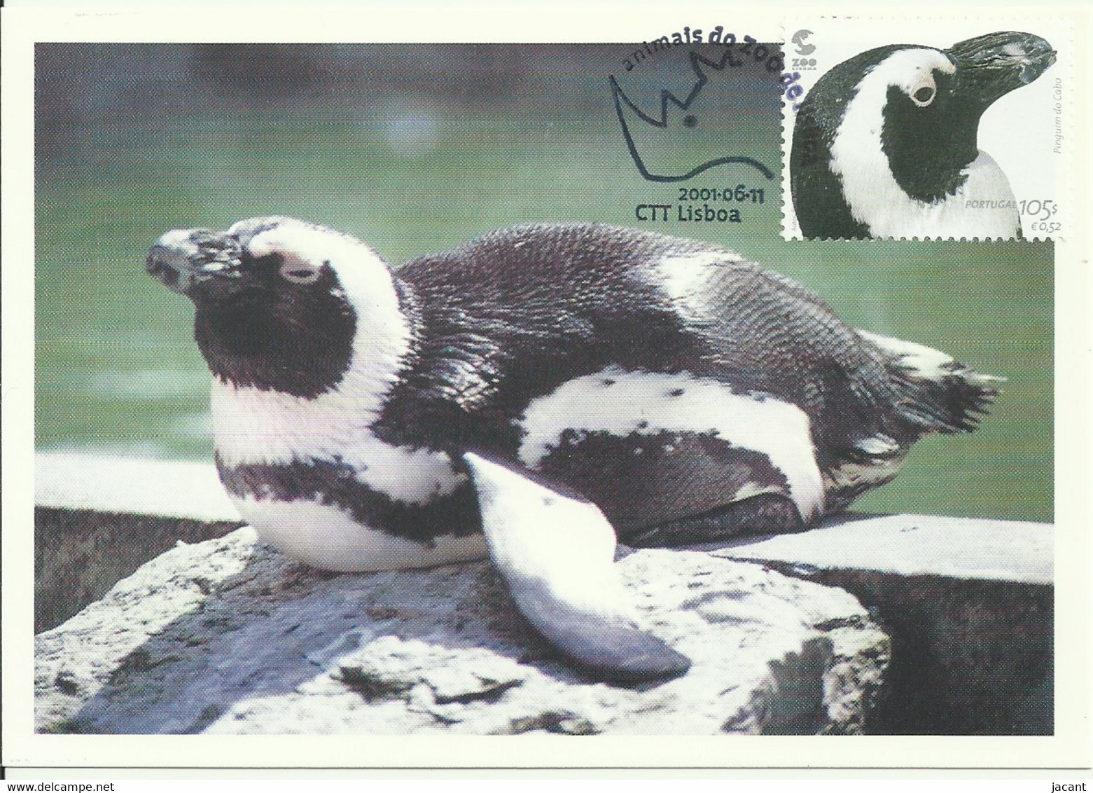 Carte Maximum - Portugal - Zoo Lisboa - Pinguim Do Cabo Ou Africano - African Penguin - Spheniscus Demersus - Maximum Cards & Covers