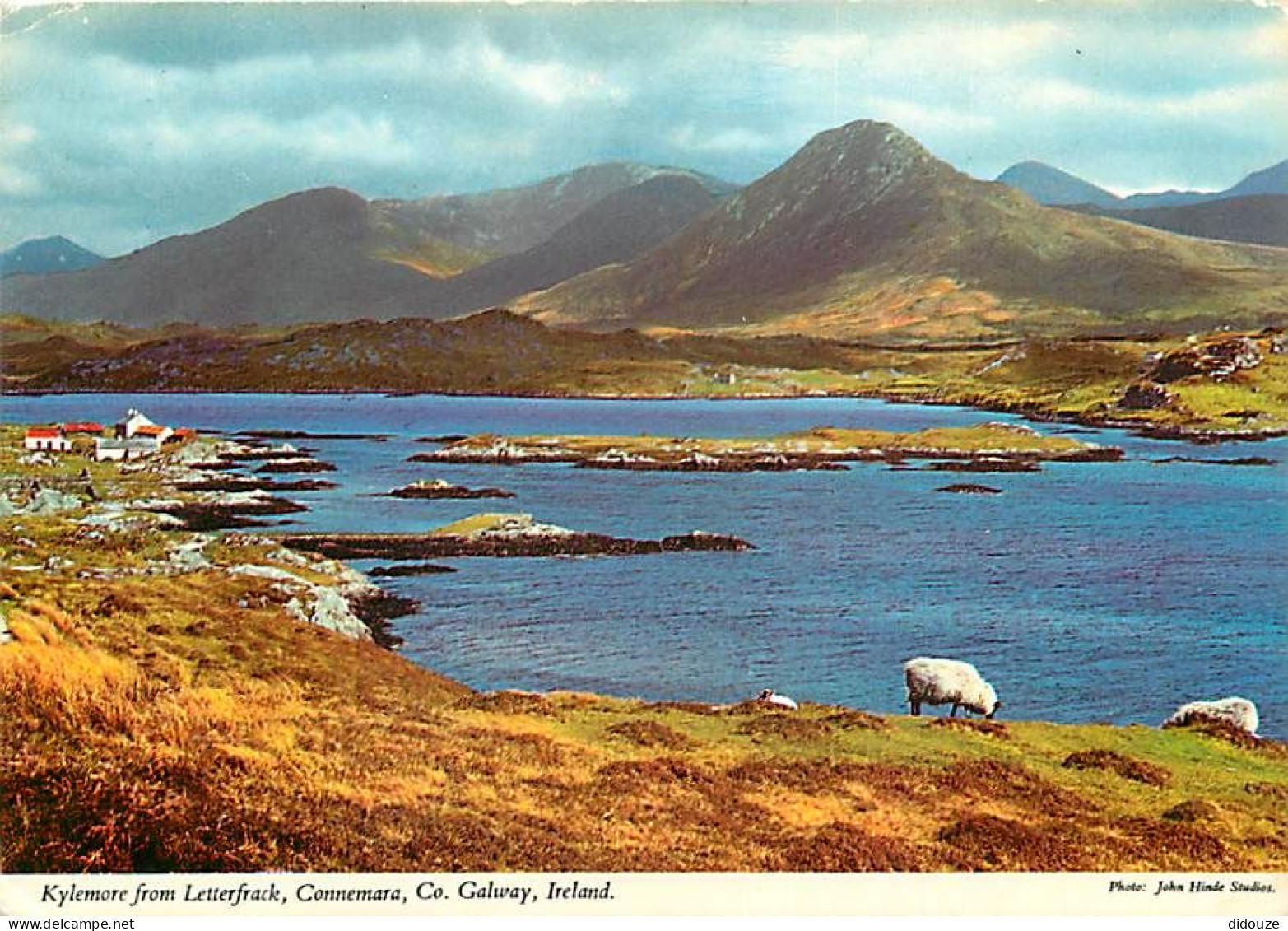 Irlande - Galway - Connemara - Kylemore From Letterfrack - Moutons - Ireland - CPM - Voir Scans Recto-Verso - Galway