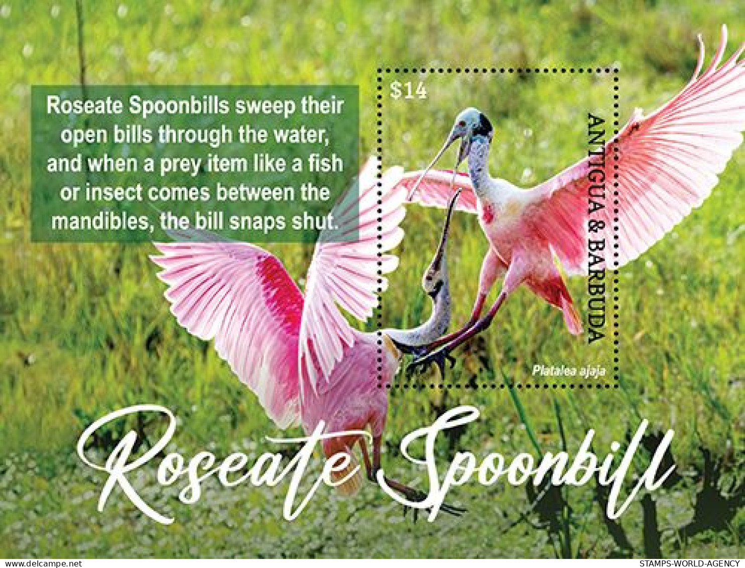 2023-09 - ANTIGUA- ROSEATE SPOONBILL              1V  MNH** - Cranes And Other Gruiformes