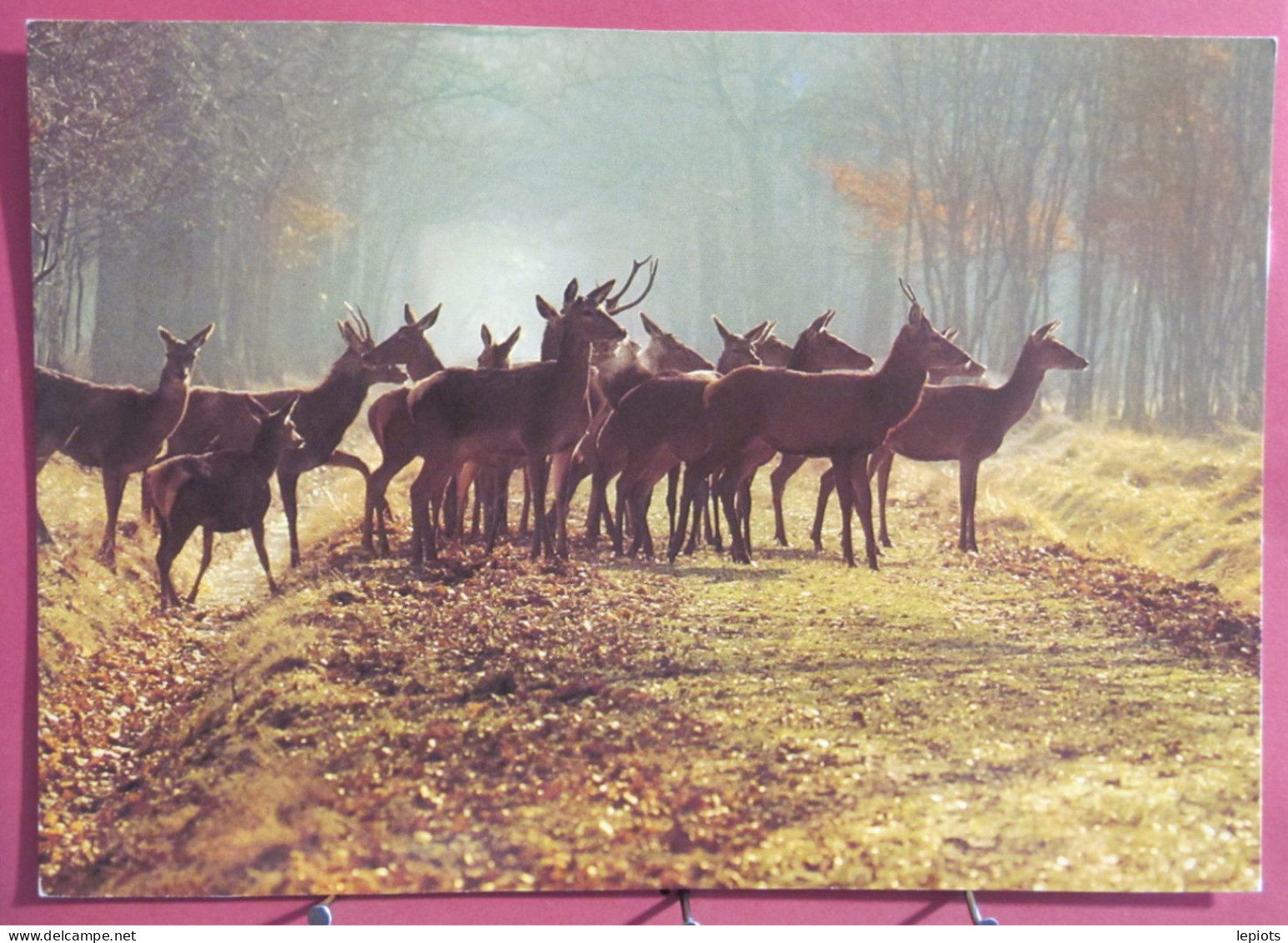 45 - Sologne - Rencontre En Forêt - Cerfs Et Biches - Centre-Val De Loire