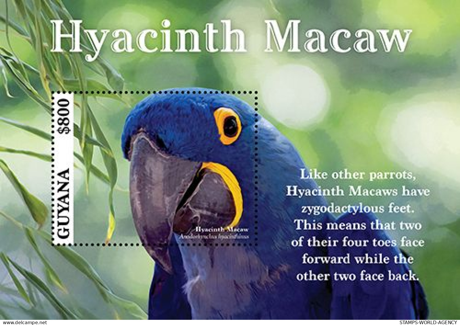2023-06 - GUYANA- HYACINTH MACAW             1V  MNH** - Parrots