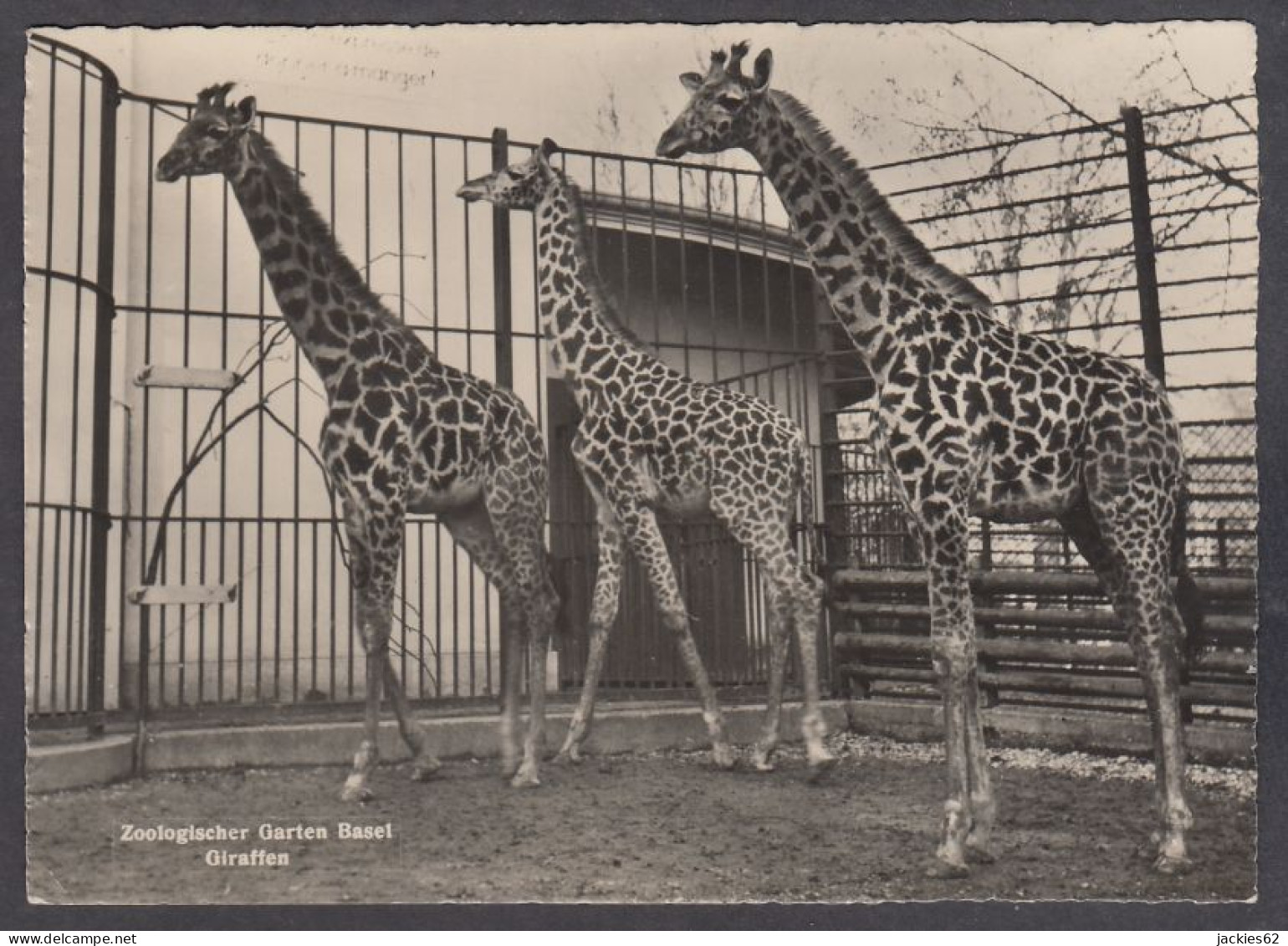 127815/ Giraffen, Zoologischer Garten Basel - Giraffe