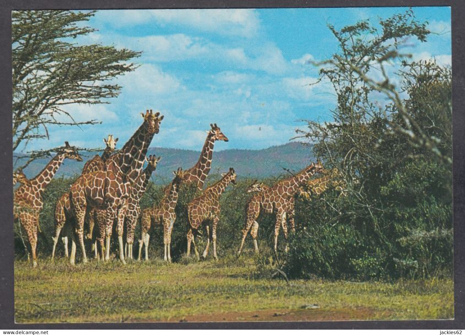 129736/ Troupeau De Girafes - Giraffes