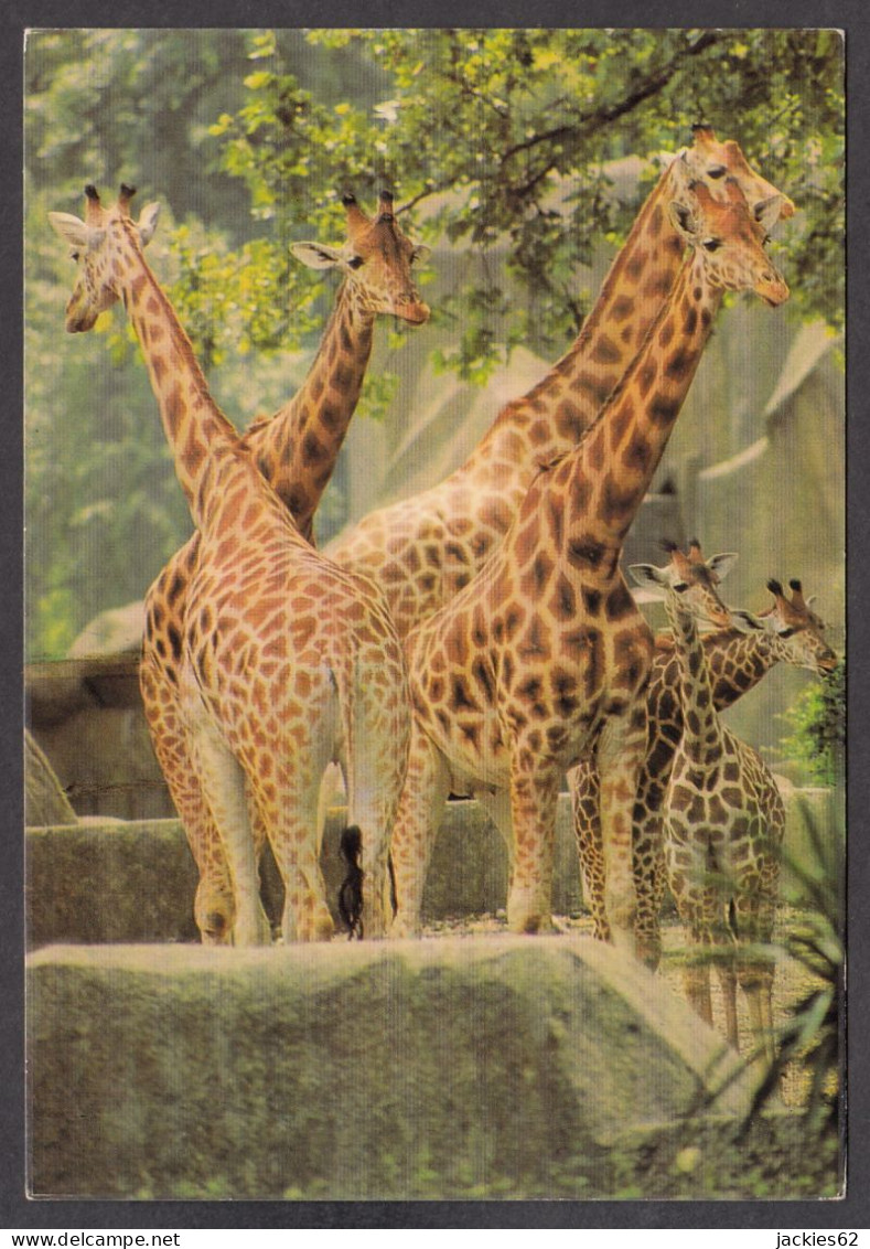 116543/ Girafes, Parc Zoologique De Paris - Giraffes