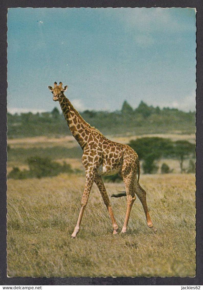 089712/ Girafe - Giraffes