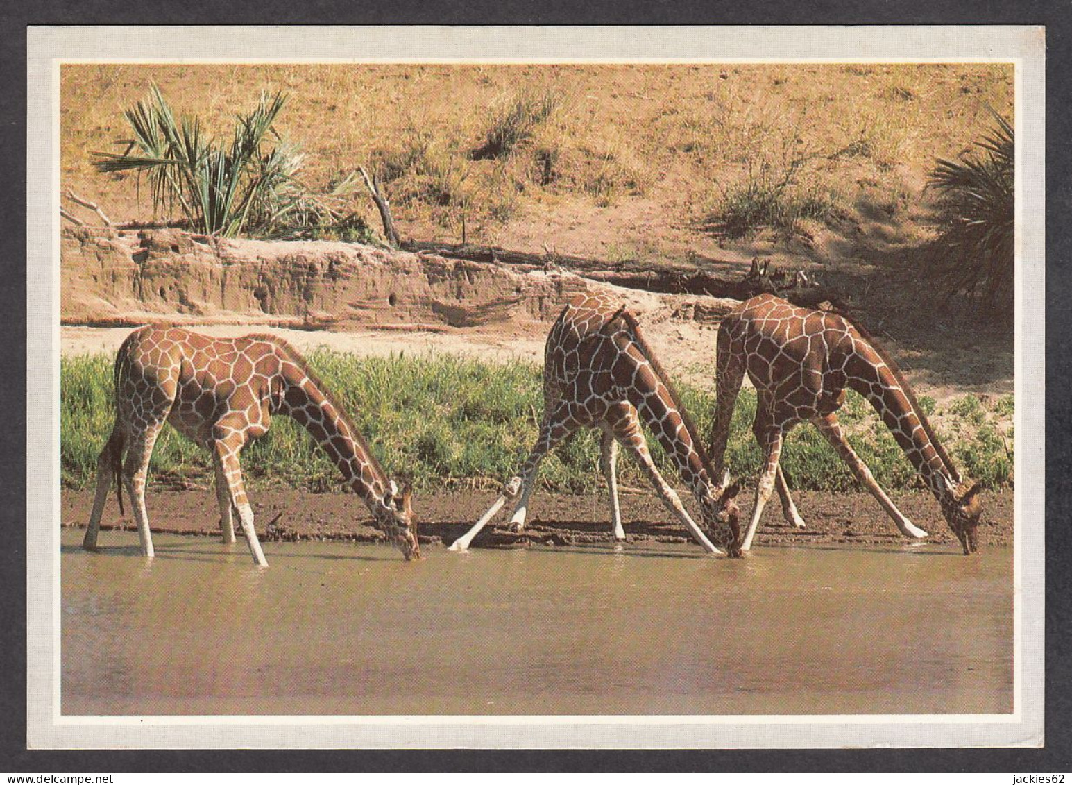 116544/ Girafe Réticulée, Reticulated Giraffe, Worldlife Of Kenya - Giraffen