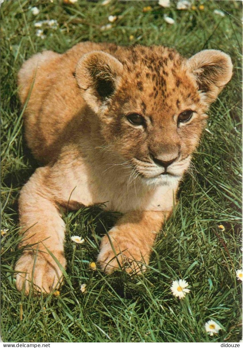 Animaux - Fauves - Lion - Woburn Wild Animal Kingdom - Woburn Park - Bedfordshire - Lionceau - Zoo - CPM - Etat Léger Pl - Leoni