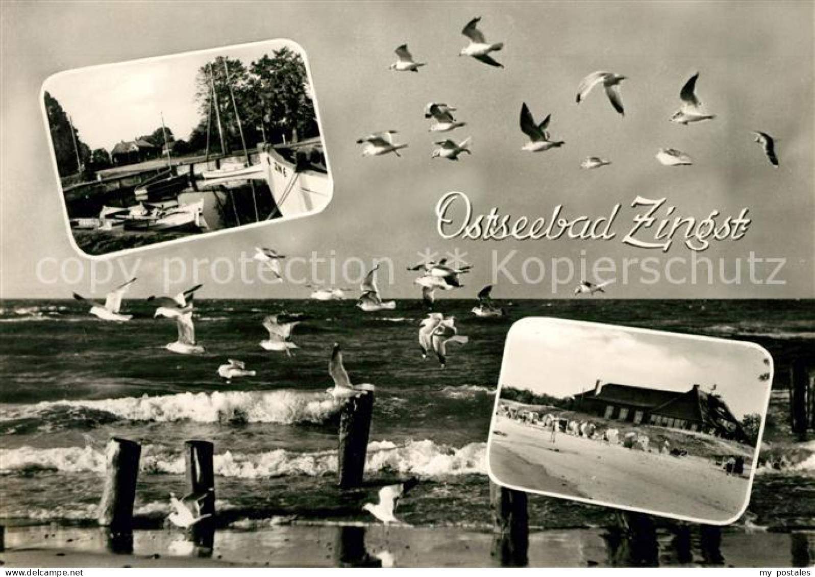 73037386 Zingst Ostseebad Moewen Strand Hafen Zingst Ostseebad - Zingst