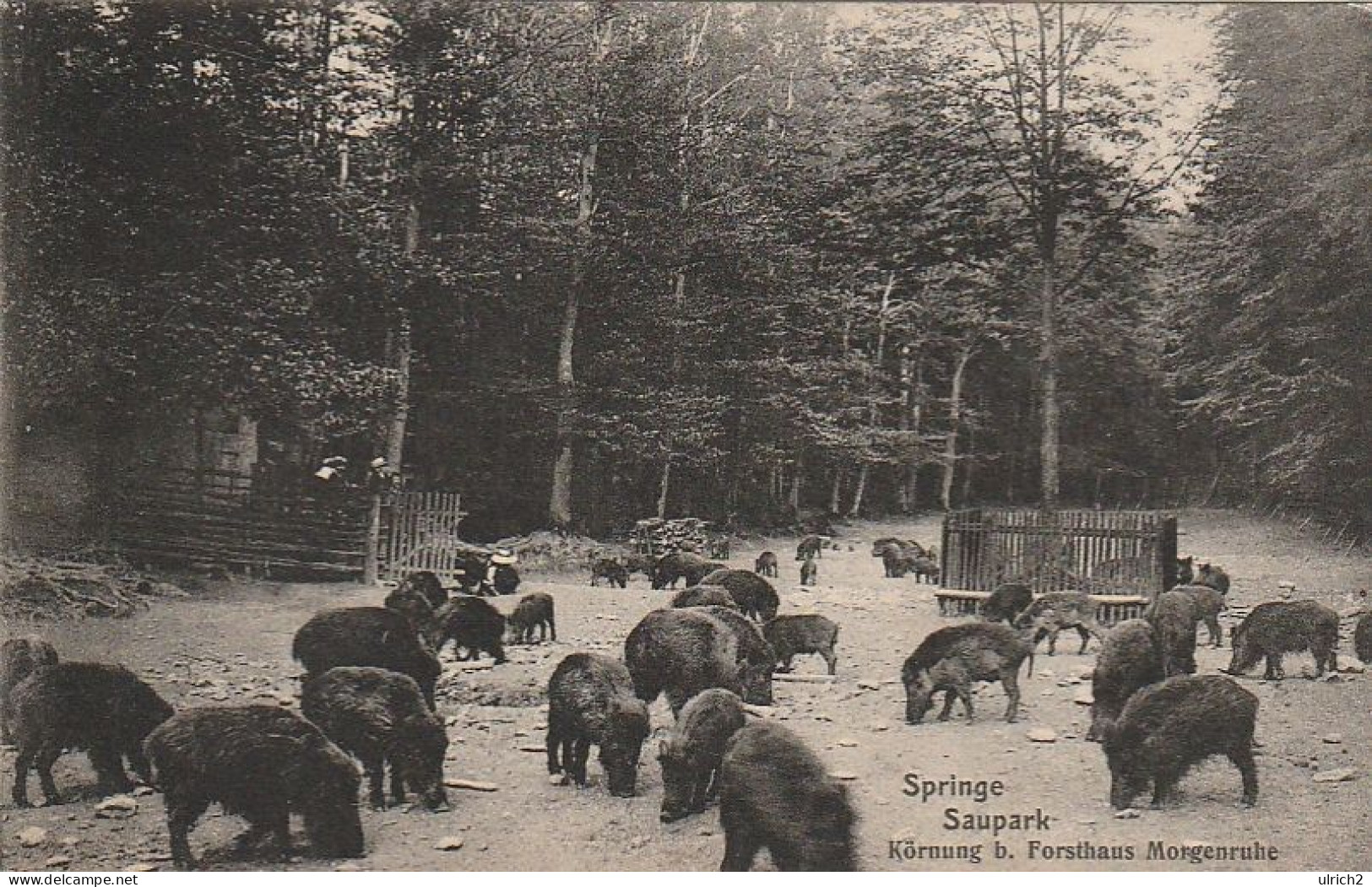 AK Springe - Saupark - Körnung B. Forsthaus Morgenruhe - 1908 (67983) - Springe