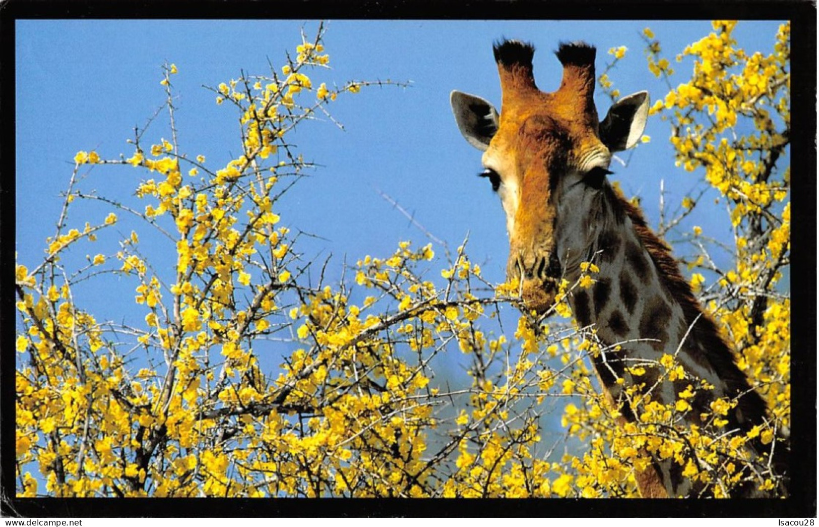 GIRAFE QUI MANGE UN BUISSON JAUNE AVEC TIMBRE AFRIQUE DU SUD - Giraffen