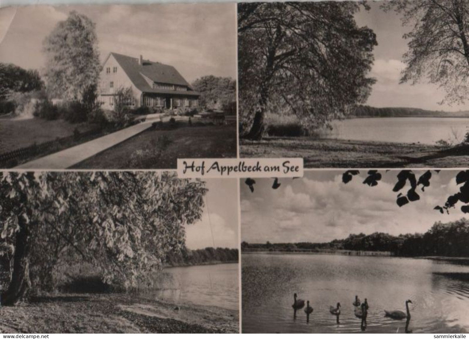 56029 - Hollenstedt - Hof Appelbeck - 1964 - Hollenstedt