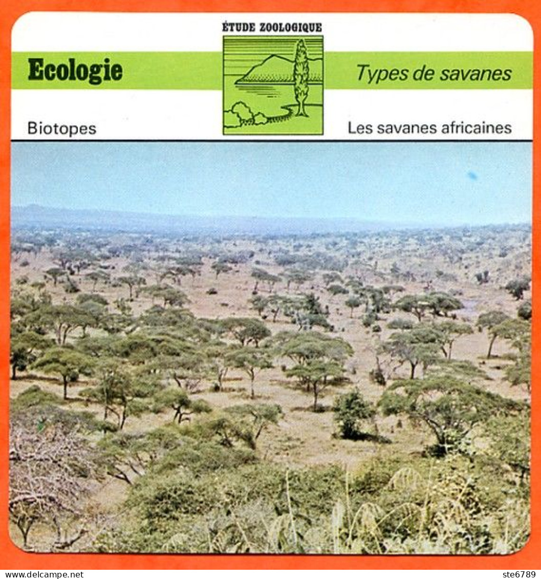 Fiche Ecologie Les Savanes Africaines Illustration Savane Tanzanie  Etude Zoologique Biotopes - Geografia