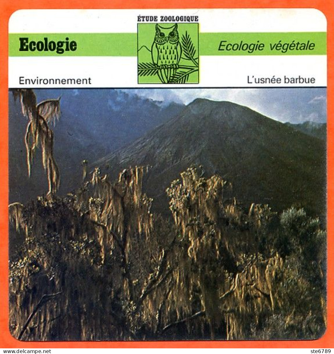 Fiche Ecologie Végétale Usnée Barbue Illustration Usnea Barbata Mont Meru Tanzanie  Etude Zoologique Environnement - Aardrijkskunde