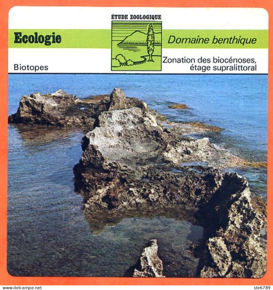 Fiche Ecologie Zonation Biocénoses  Illustration Civitavecchia  Domaine Benthique Etude Zoologique Biotopes - Géographie