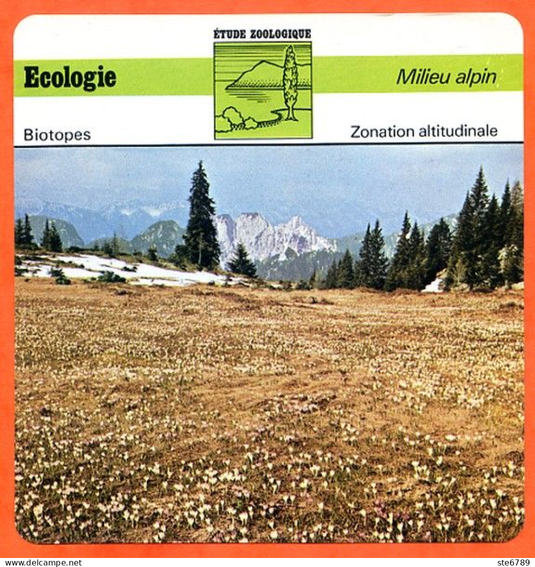 Fiche Ecologie  Zonation Altitudinale Illustration Val Ferret Milieu Alpin Etude Zoologique Biotopes - Géographie