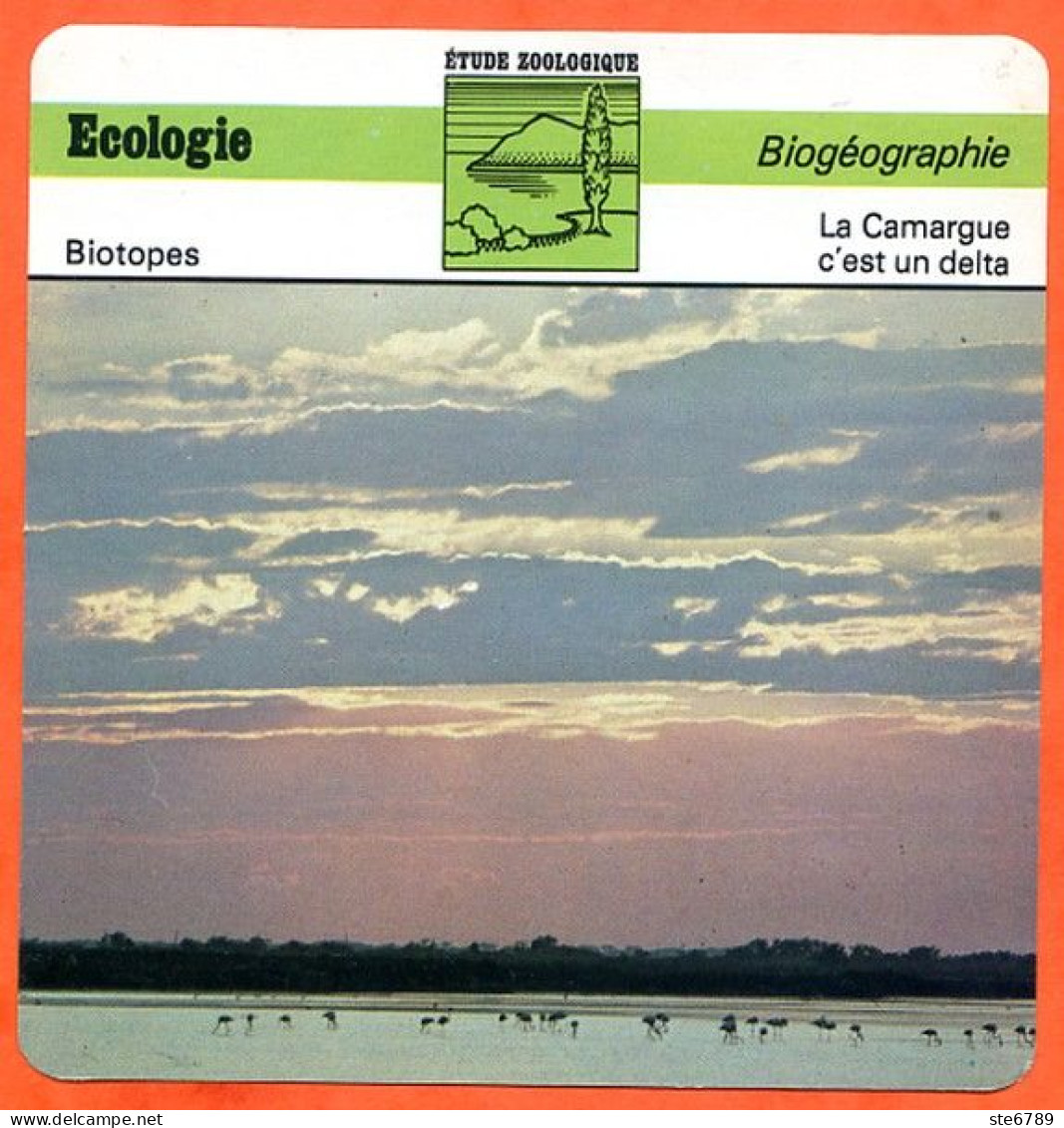 La Camargue C'est Un Delta Illustration Flamant Roses Biogéographie Etude Zoologique Biotopes Fiche Ecologie - Aardrijkskunde