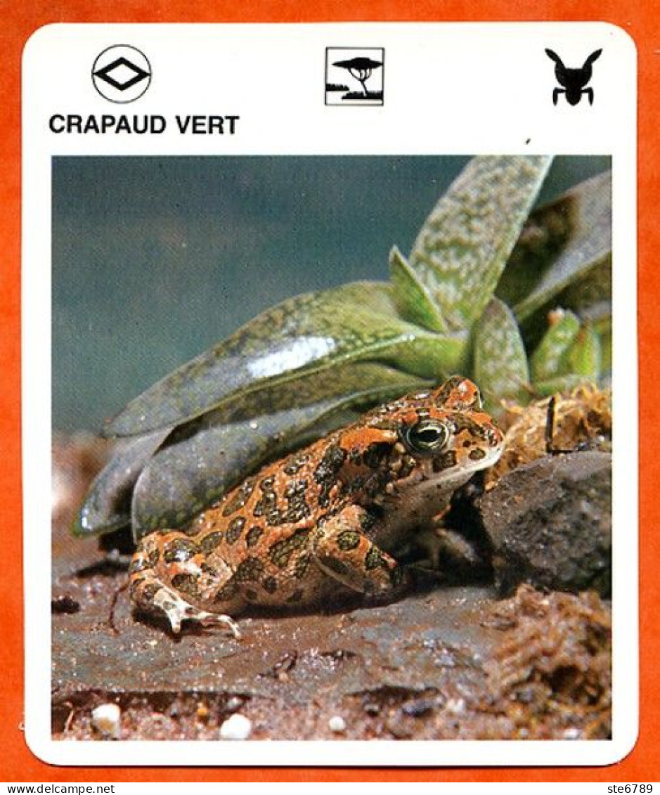 CRAPAUD VERT Amphibiens Animaux Animal Fiche Illustree Documentée - Tiere