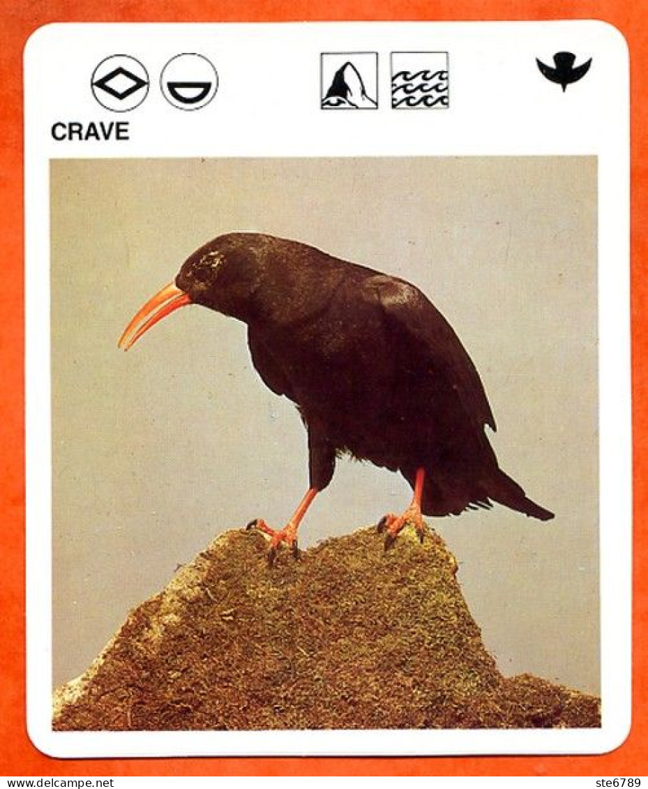 CRAVE  Animaux  Oiseaux Animal  Oiseau Fiche Illustree Documentée - Tiere