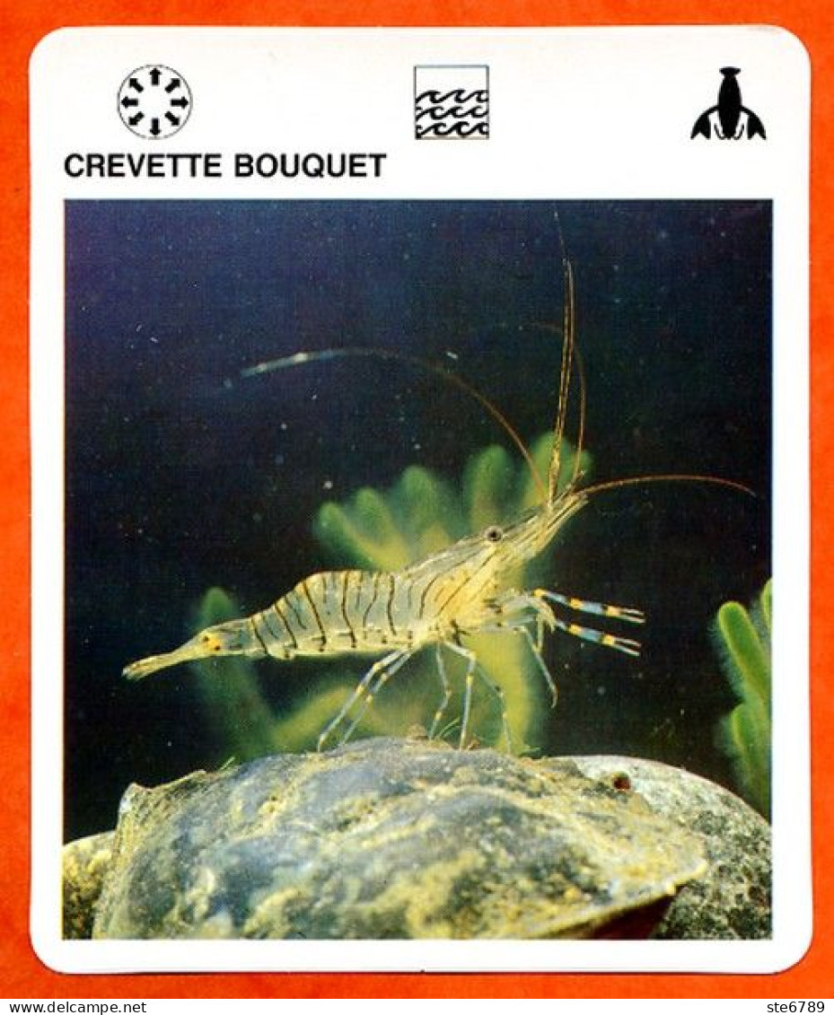 CREVETTE BOUQUET Crustacés  Animaux Animal Fiche Illustree Documentée - Tiere