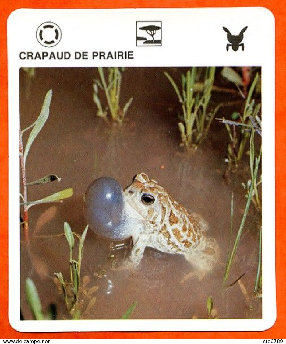 CRAPAUD DE PRAIRIE  Batracien  Animaux Animal Fiche Illustree Documentée - Tiere