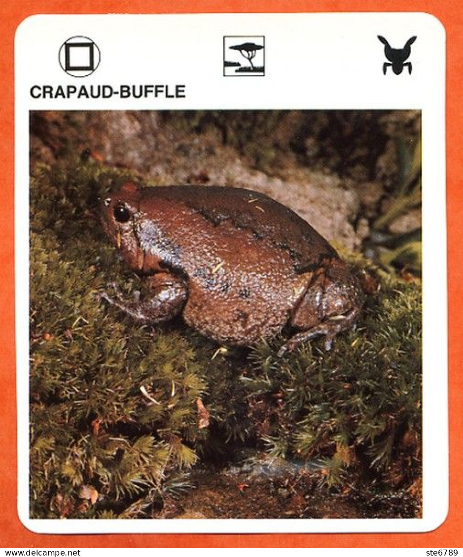 CRAPAUD BUFFLE  Amphibiens Animaux Animal Fiche Illustree Documentée - Tiere