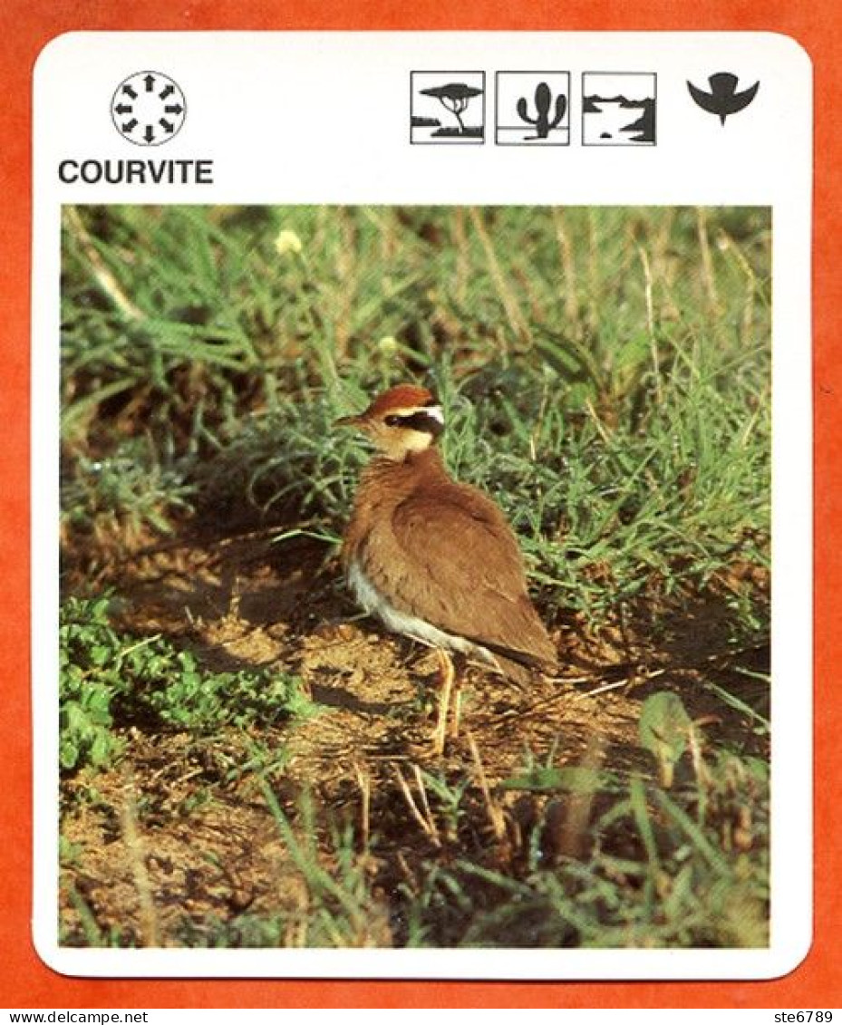 COURVITE   Animaux  Oiseaux Animal  Oiseau Fiche Illustree Documentée - Tiere