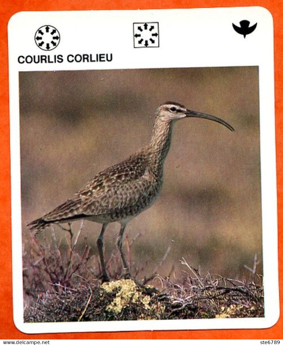 COURLIS CORLIEU  Animaux  Oiseaux Animal  Oiseau Fiche Illustree Documentée - Tiere