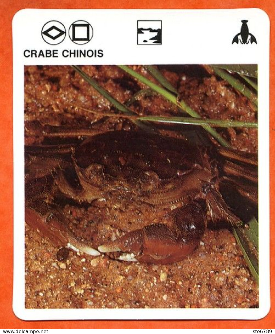 CRABE CHINOIS  Crustacés  Animaux Animal Fiche Illustree Documentée - Tiere