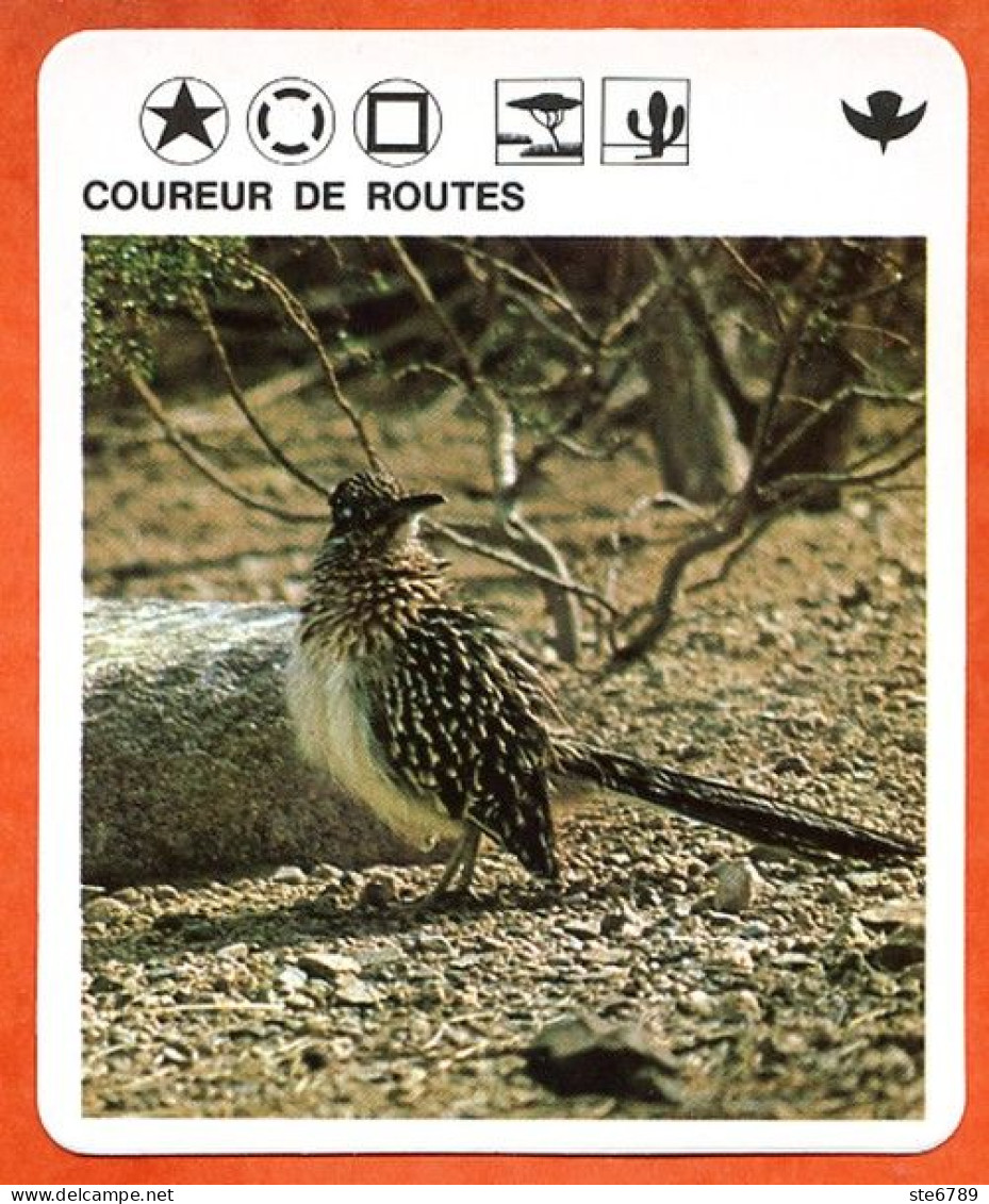 COUREUR DE ROUTES  Animaux  Oiseaux Animal  Oiseau Fiche Illustree Documentée - Tiere