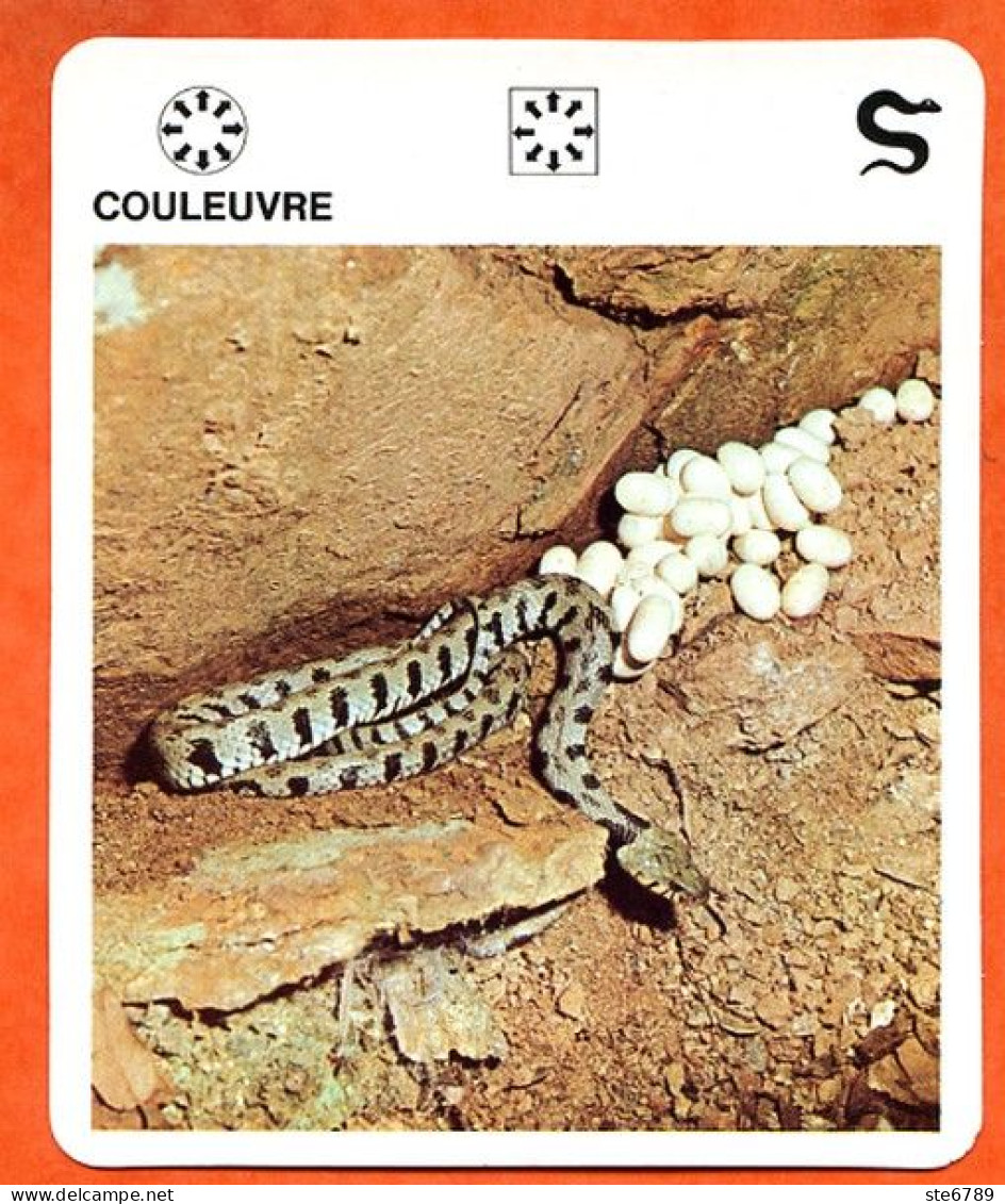 COULEUVRE  Reptiles Animal Serpent Fiche Illustree Documentée - Tiere