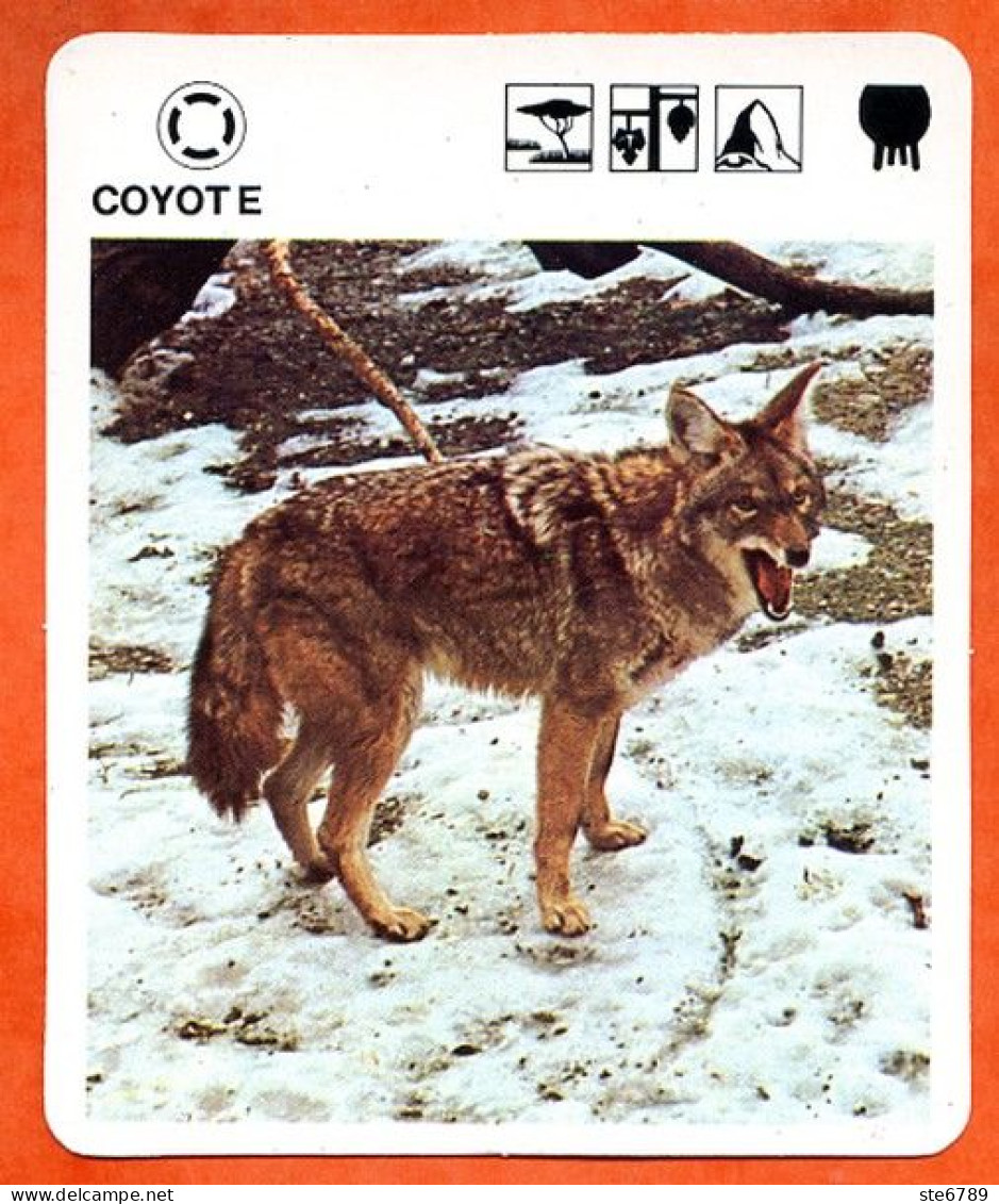 COYOTE  Animaux  Animal  Fiche Illustree Documentée - Tiere