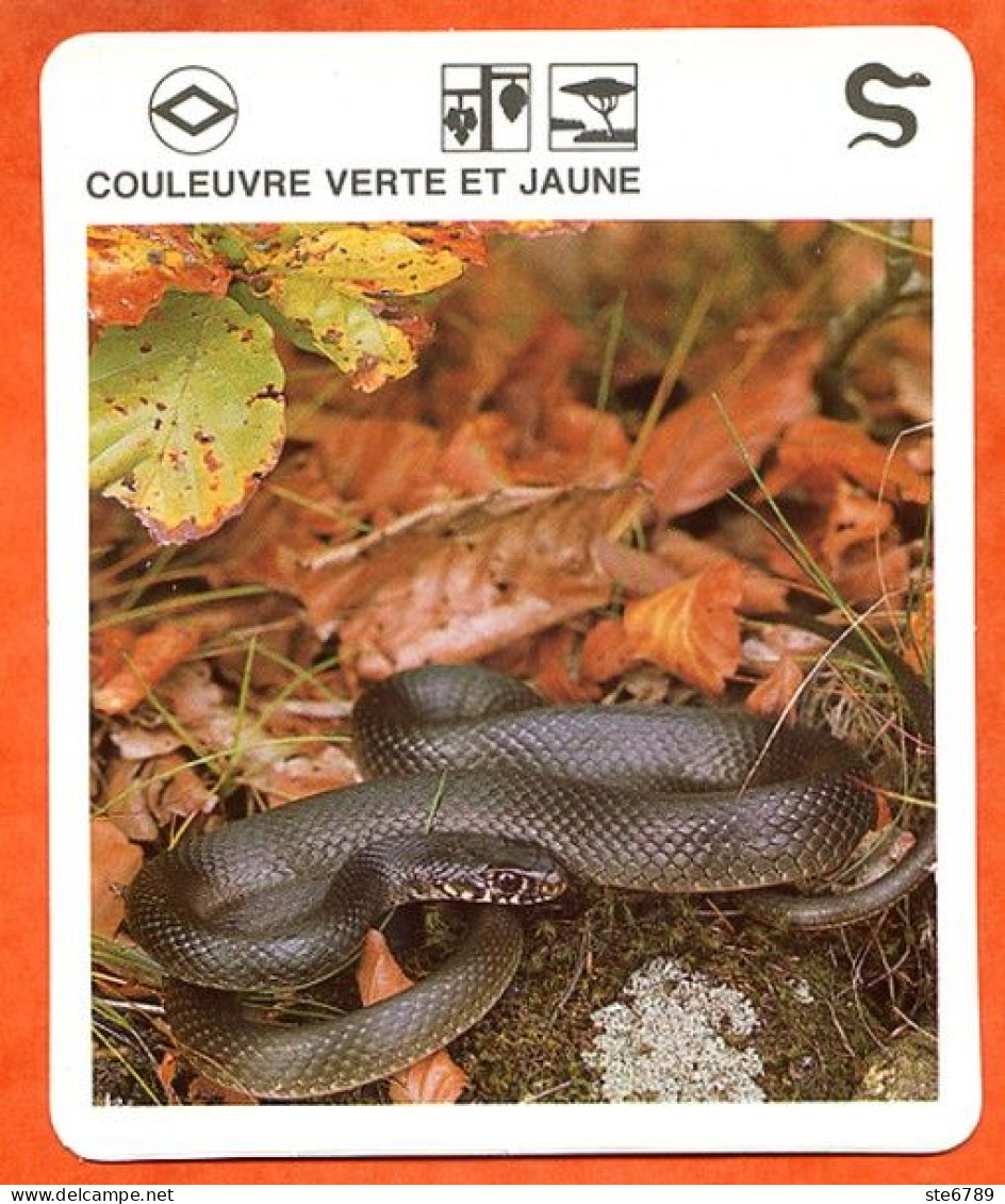 COULEUVRE VERTE ET JAUNE  Reptiles Animal Serpent Fiche Illustree Documentée - Tiere