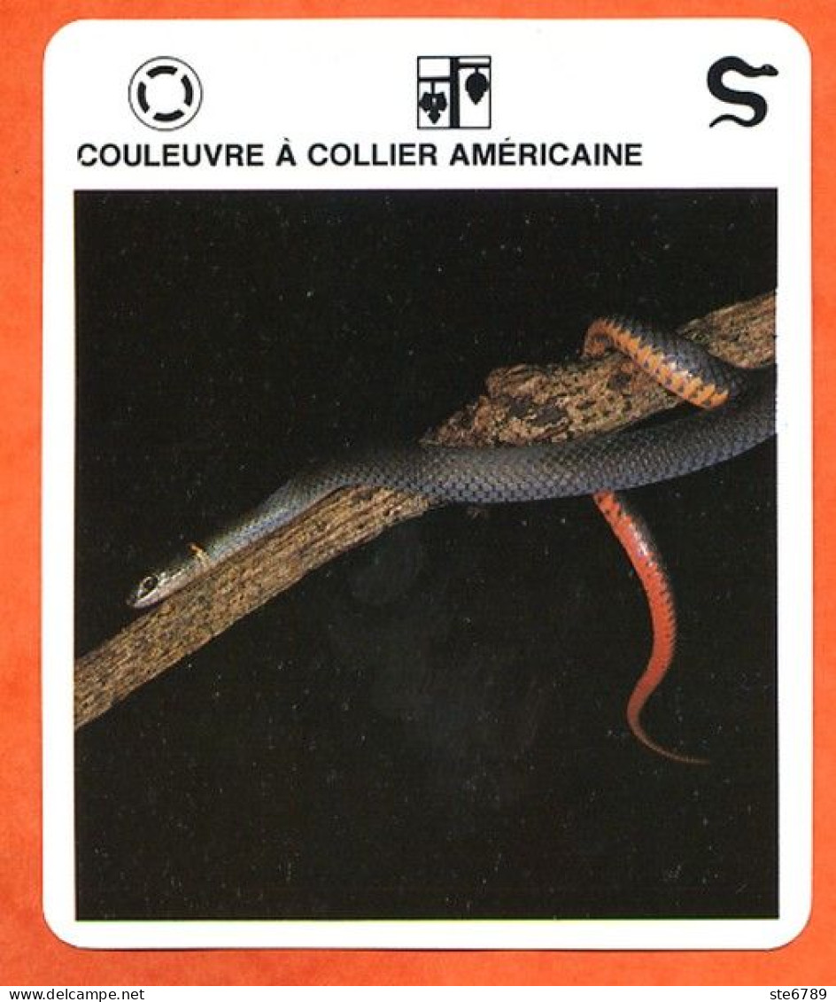 COULEUVRE A COLLIER AMERICAINE  Reptiles Animal Serpent Fiche Illustree Documentée - Tiere