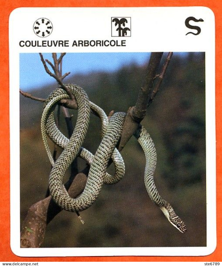 COULEUVRE ARBORICOLE  Reptiles Animal Serpent Fiche Illustree Documentée - Tiere