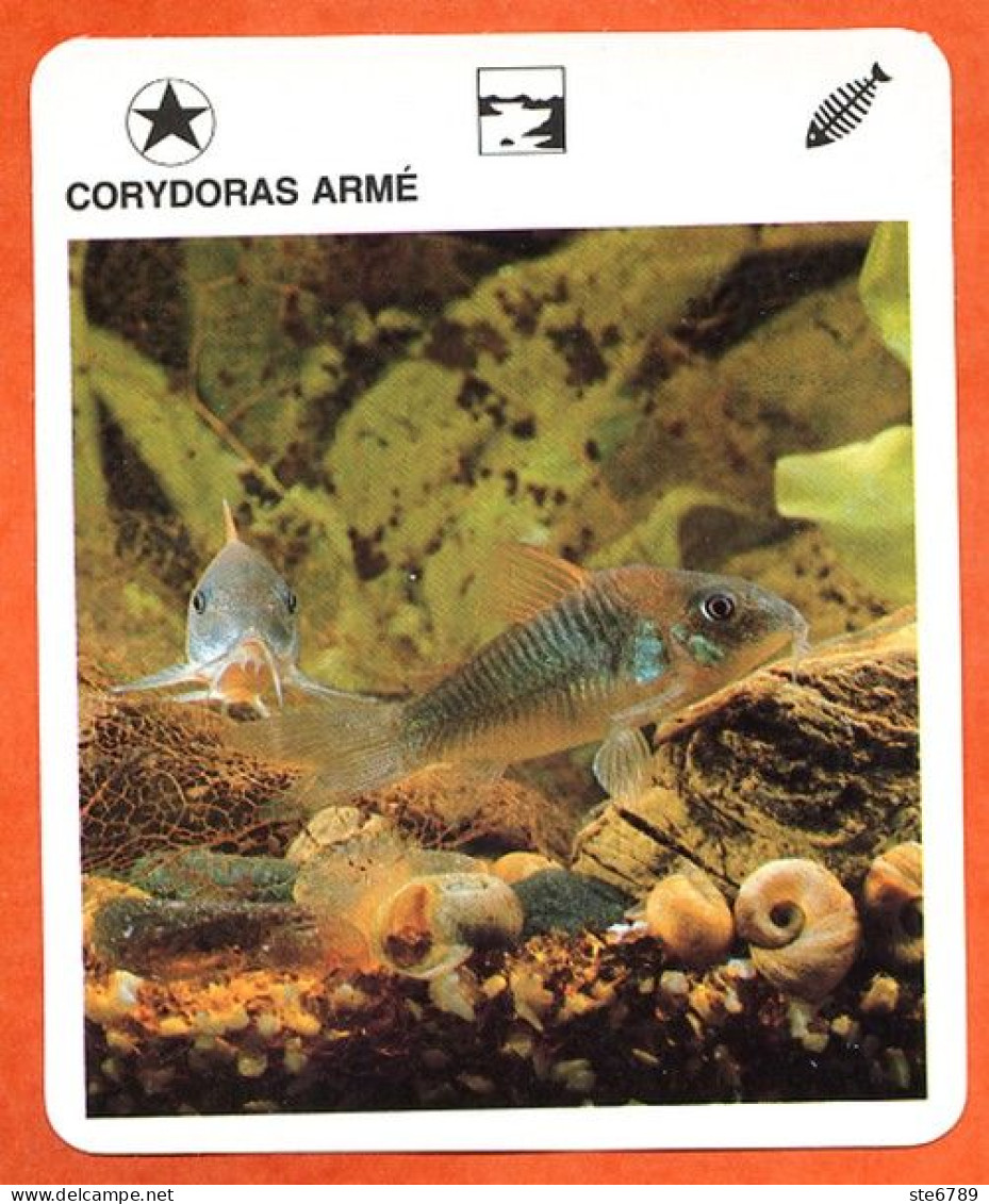 CORYDORAS ARME  Animaux  Poissons  Animal  Poisson Fiche Illustree Documentée - Tiere
