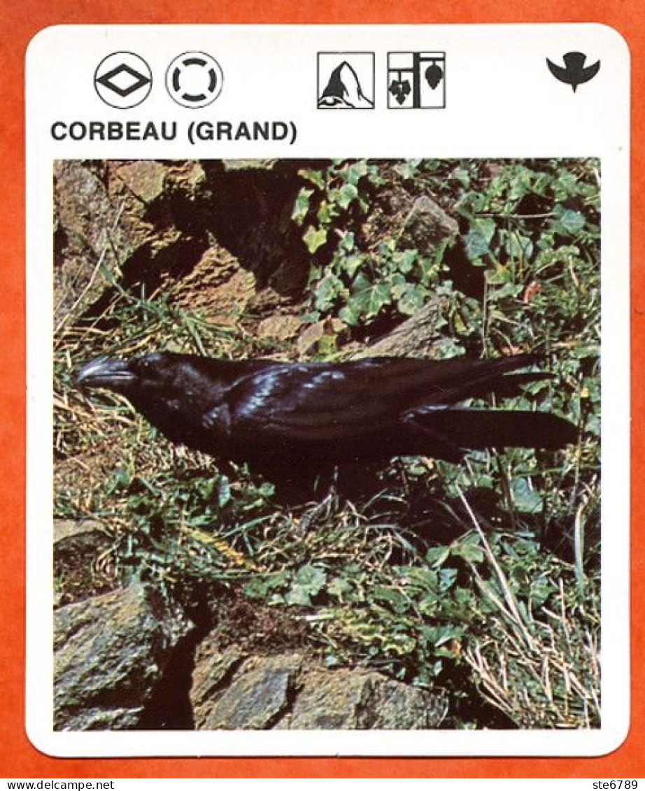 GRAND CORBEAU  Animaux  Oiseaux Animal  Oiseau Fiche Illustree Documentée - Tiere