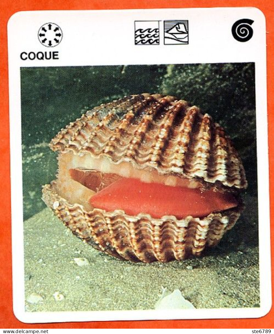 COQUE  Animaux  Mollusques  Animal Mollusque Fiche Illustree Documentée - Tiere