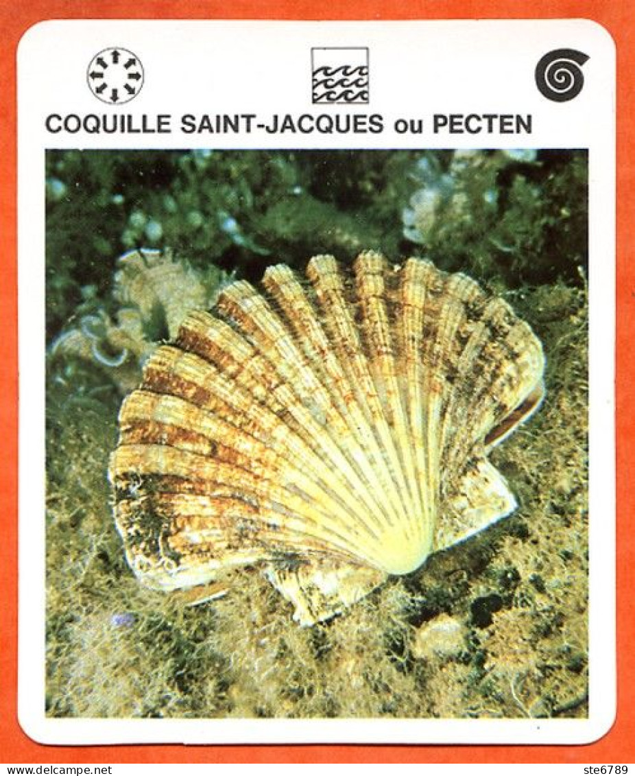 COQUILLE SAINT JACQUES OU PECTEN  Animaux  Mollusques  Animal Mollusque Fiche Illustree Documentée - Tiere