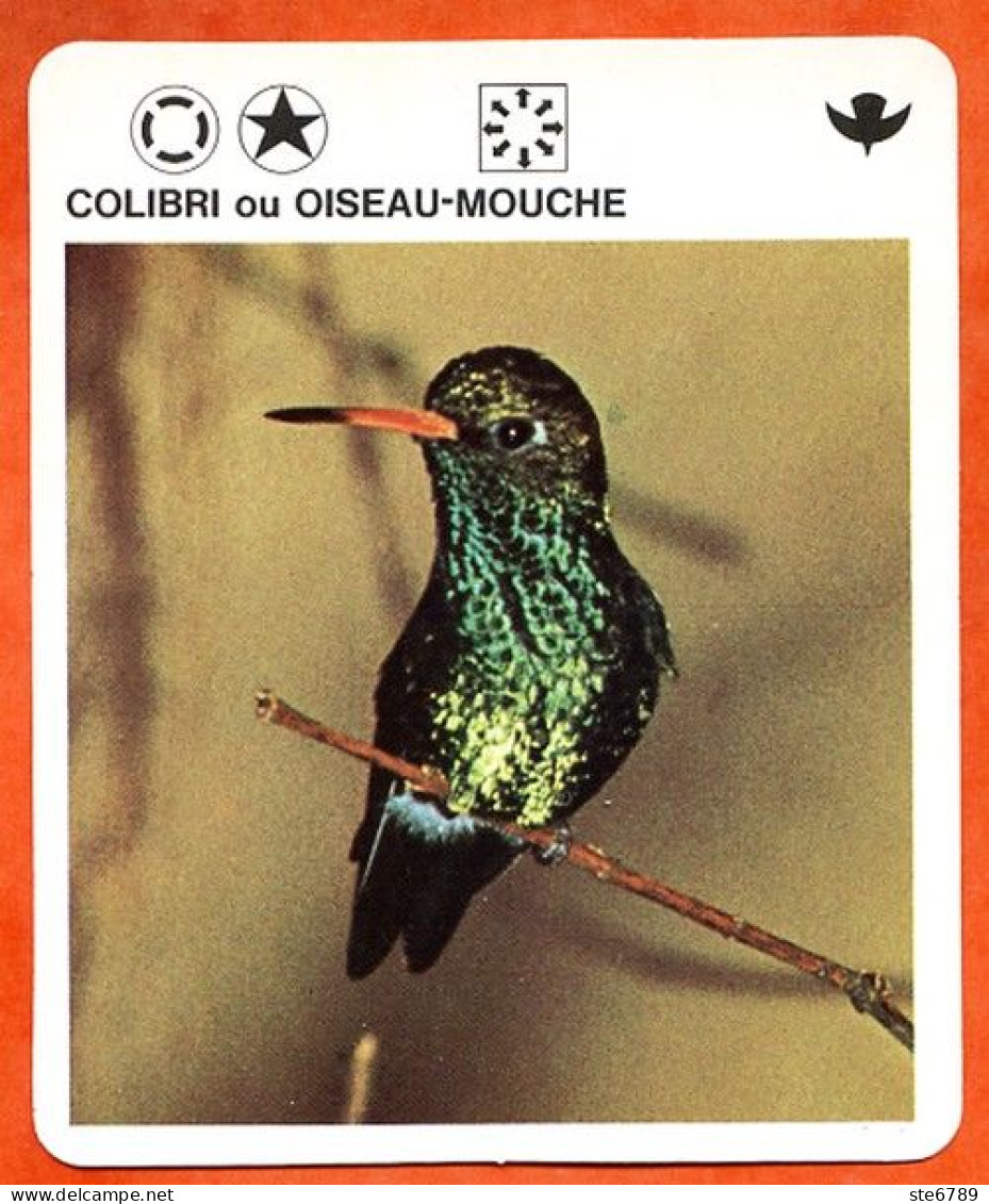 COLIBRI OU OISEAU MOUCHE    Animaux  Oiseaux Animal  Oiseau Fiche Illustree Documentée - Tiere