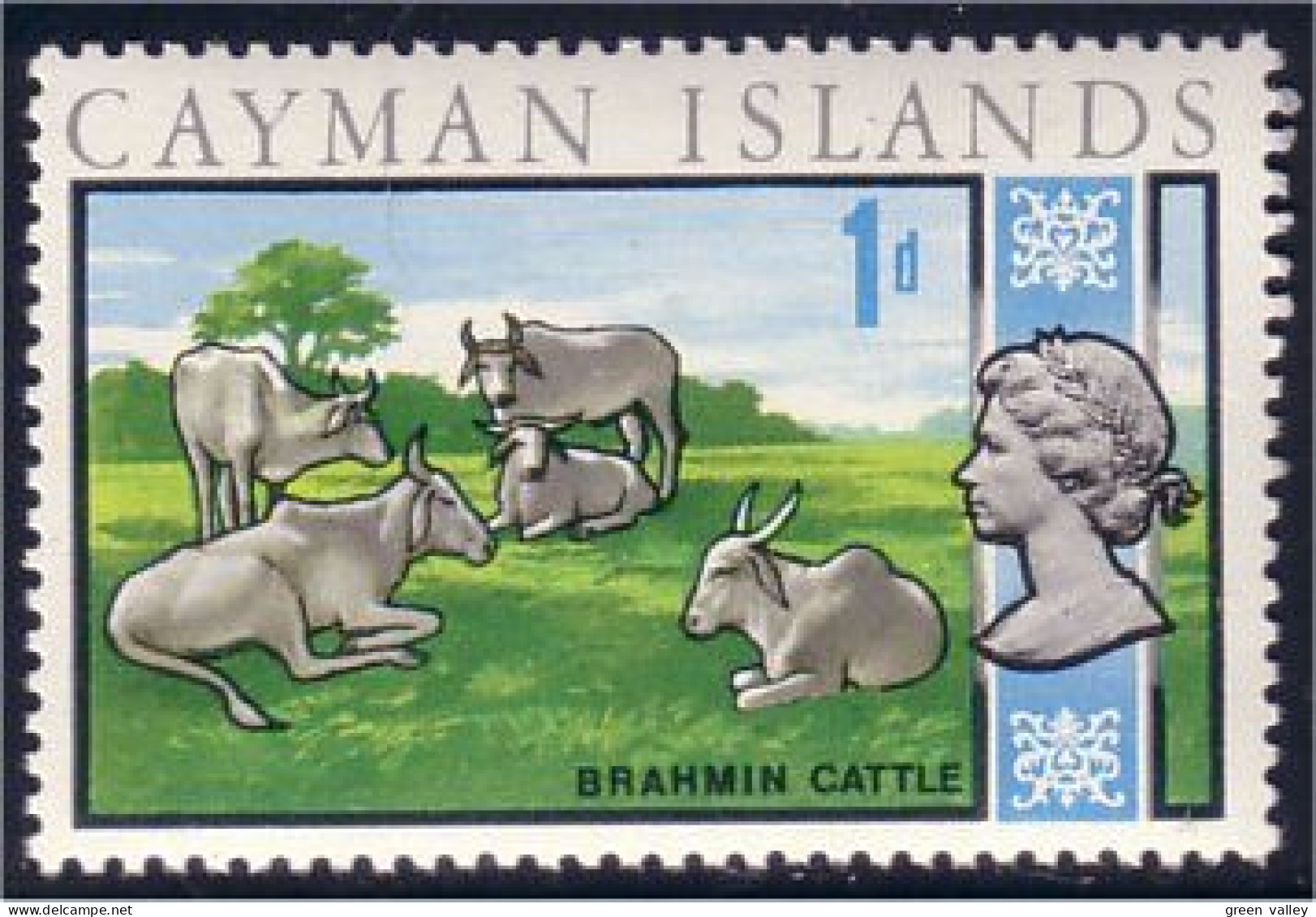 242 Cayman Cows Cattle MH * Neuf (CAY-44a) - Cayman (Isole)